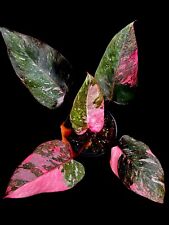 Philodendron pink prinzess gebraucht kaufen  Bad Aibling