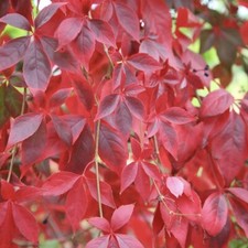 Virginia creeper 3ft for sale  ILFORD