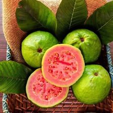 50pcs tropical strawberry for sale  Staten Island