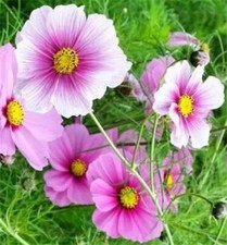 Cosmos daydream grow for sale  GRIMSBY