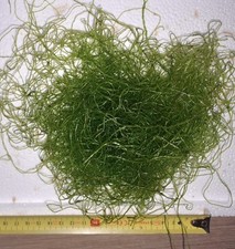 Cheato macro algae for sale  DIDCOT