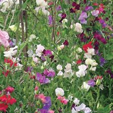 Sweet pea plants for sale  EVESHAM