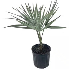 Silver bismarck palm for sale  Miami
