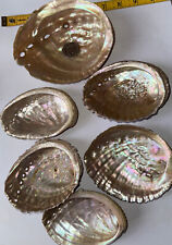 HALIOTIS CONCHAS X 6 IRIDESCENTES comprar usado  Enviando para Brazil