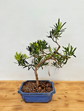 Bonsai zimmerbonsai steineibe gebraucht kaufen  Böhl-Iggelheim