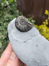 Rare asteroceras blakei for sale  REDCAR