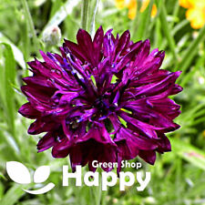 Cornflower black ball for sale  DONCASTER