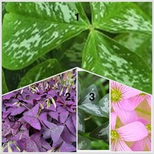 Bulbi oxalis oxalis usato  Trivignano Udinese