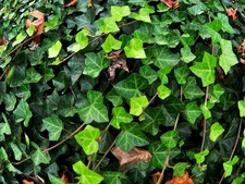 Live english ivy for sale  Mcminnville