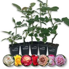 5 rose bushes for sale  USA