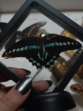 Entomologie schmetterling im gebraucht kaufen  Ludwigsburg