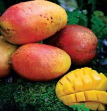 mango 5 tree for sale mango 5 tree for sale Oviedo