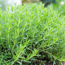 French tarragon live for sale  Hudson