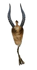 Taxidermy trophy horn d'occasion  Expédié en Belgium