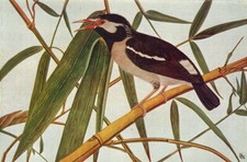 Birds india. pied for sale  LONDON