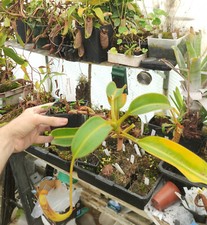 Nepenthes dactylifera borneo d'occasion  Beaumont-de-Lomagne