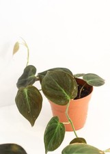 Philodenron mican for sale  LONDON