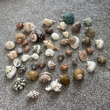 Hermit crab shell for sale  Preston