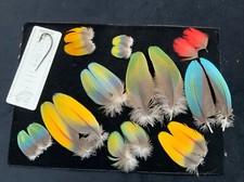 Matched macaw parrot for sale  Oakville