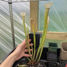 Sarracenia psuedo judy for sale  MIRFIELD
