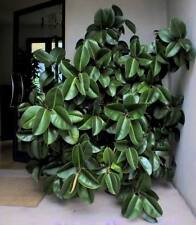 Ficus alti braucht gebraucht kaufen  Kaiserslautern