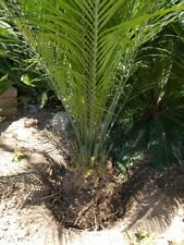 Rare macrozamia cycad for sale  Capistrano Beach