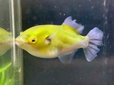 Avocado puffer 1.5 for sale  Haslet