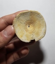 Vertebra fossile squalo usato  Lecce