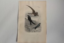 Gravure buffon martinet d'occasion  Seyssel