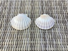 Two scallop shells for sale  READING