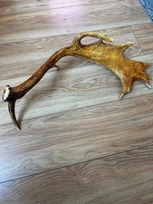 Stag antler cm for sale  BOLTON