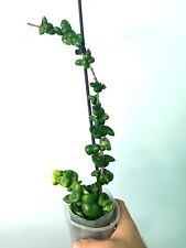 Hoya carnosa compacta usato  Massa di Somma
