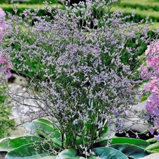 Limonium latifolium sea for sale  MARCH