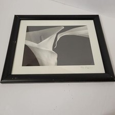 Two calla lillies for sale  Apopka