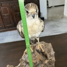 Deko greifvogel adler gebraucht kaufen  Vettweiß