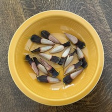 Monkey tree seed for sale  Elma