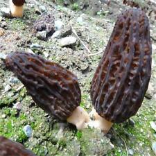 Spores morille black usato  Spedire a Italy