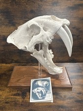 Saber tooth cat for sale  Wentzville
