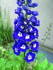 Delphinium dark blue for sale  HOCKLEY