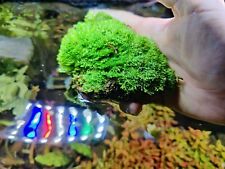 Riccia dwarf 10x10cm usato  Baschi