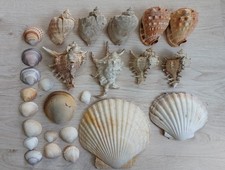 Echte schöne muschel gebraucht kaufen  Ebersberg