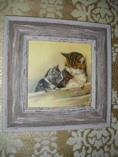 Kitten looks cat for sale  Fresno