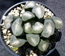 iris potted for sale  Porter Ranch