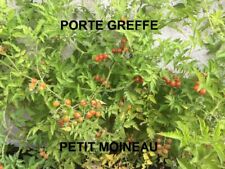 Sachet 240 graines d'occasion  Bourges