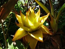 Winterharte lotus banane gebraucht kaufen  Kaiserslautern