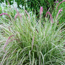 Pennisetum cherry sparkler for sale  UK