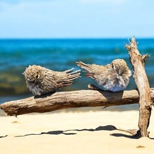 Lote de 2 varas de madeira para decoração natural para casa pássaros cinza branco marrom, usado comprar usado  Enviando para Brazil