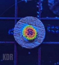 zoanthids for sale zoanthids for sale Pomona