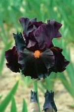 Blue Buddha Farm: Dracula’s Kiss rizoma de íris barbudo alto | roxo escuro com comprar usado  Enviando para Brazil