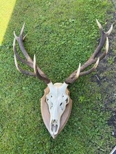 Hirschgeweih vom rotwild gebraucht kaufen  Frankenblick, Schalkau